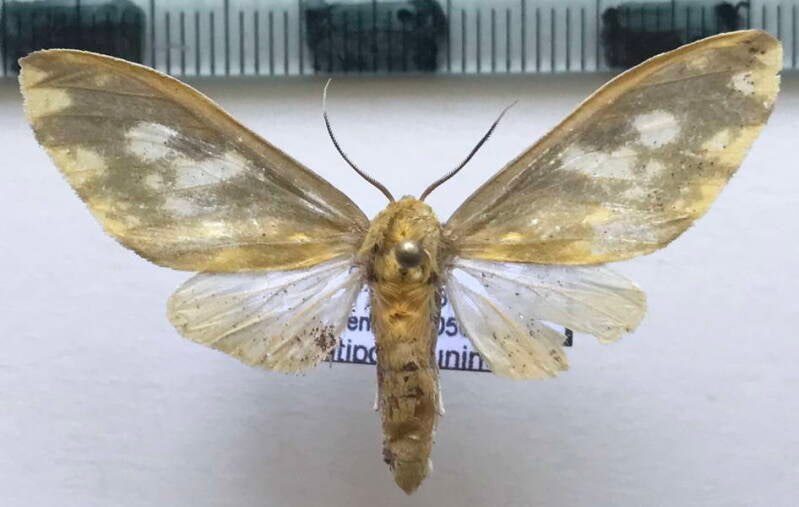 castrica_phalaenoides_f_per-standard.jpg