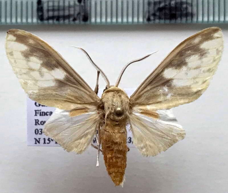 castrica_phalaenoides_m_guat-standard.jpg