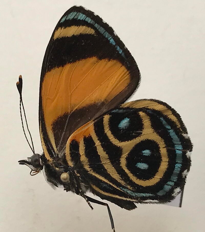 Catagramma tolima mâle A1-  Pérou