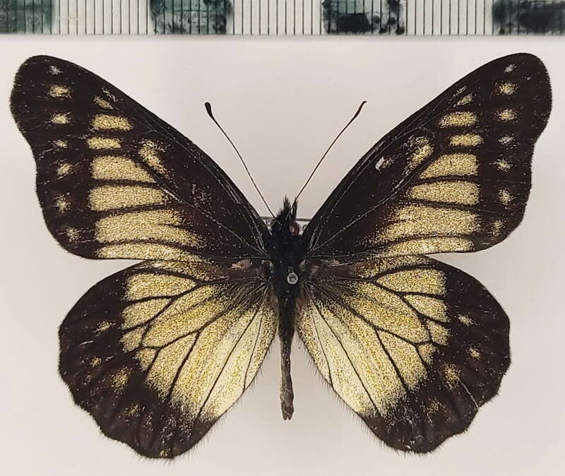 Catasticta anaitis mâle A1-  Equateur