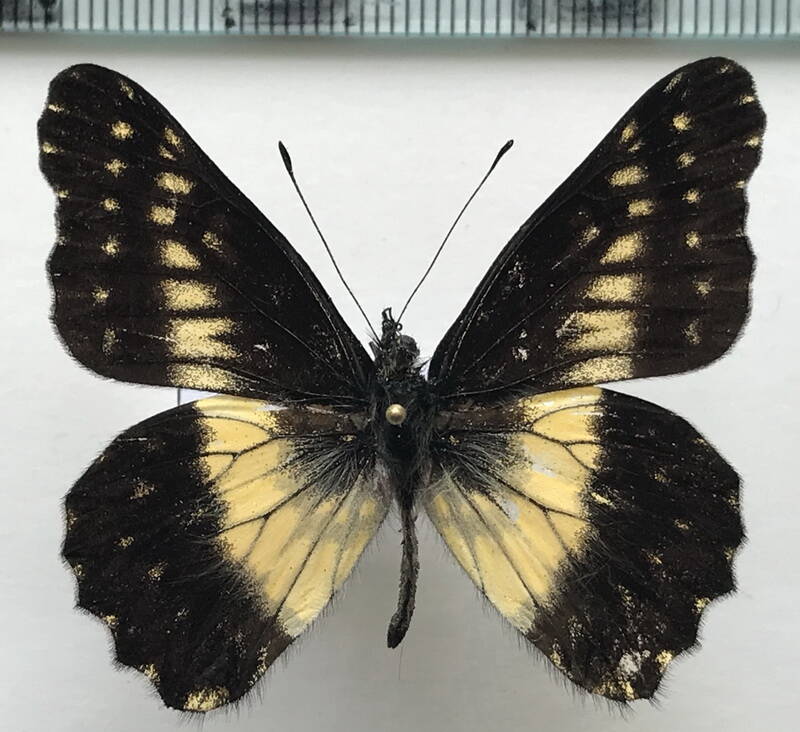 catasticta_colla_m_eq-standard.jpg