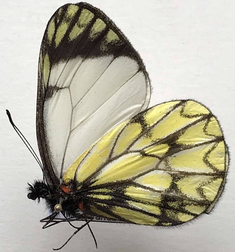 catasticta_corcyra_corcyra_m_v-standard.jpg
