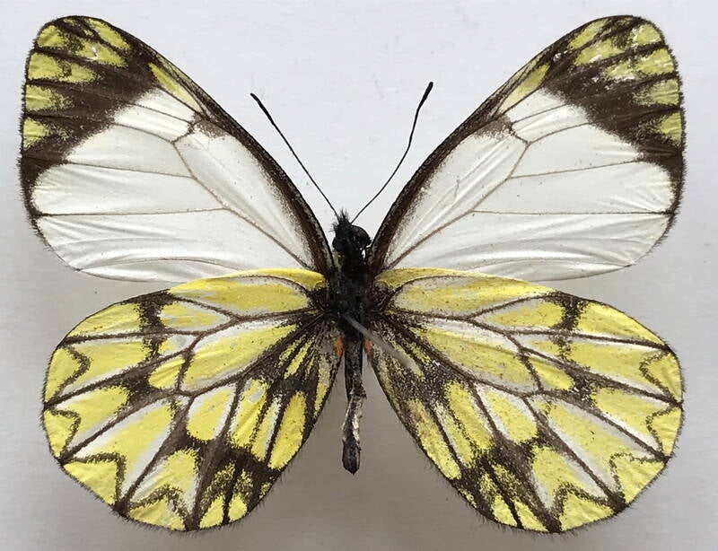 catasticta_corcyra_m_eq_v-standard.jpg