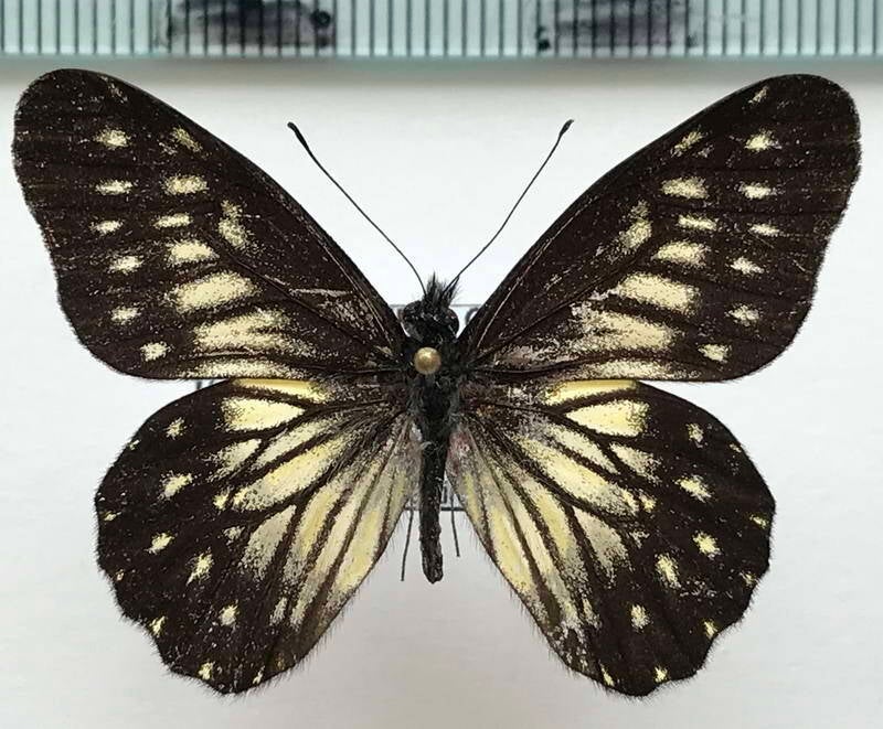 catasticta_eurigania_straminea_m_perou-standard.jpg