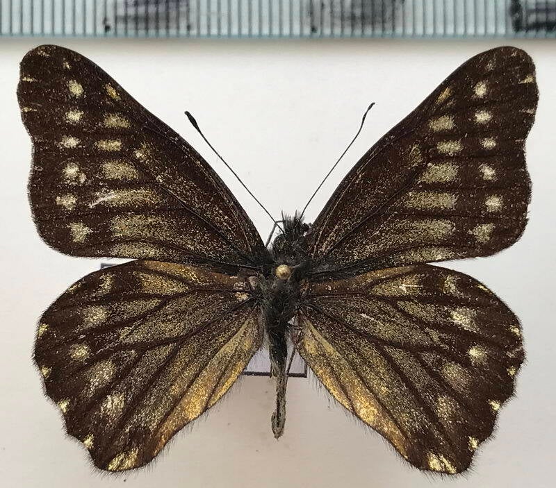 catasticta_leucophaea_resembling_m_eq-standard.jpg