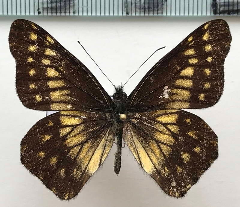 catasticta_philiodora_m_eq-standard.jpg