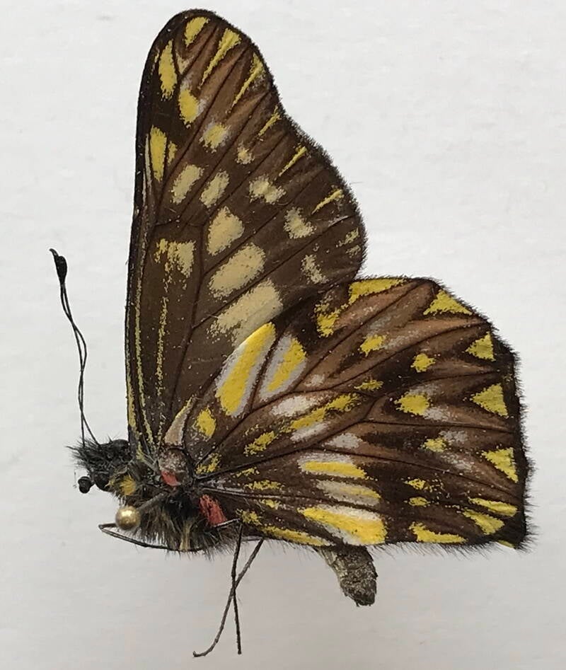 catasticta_philodora_m_eq_v-standard.jpg