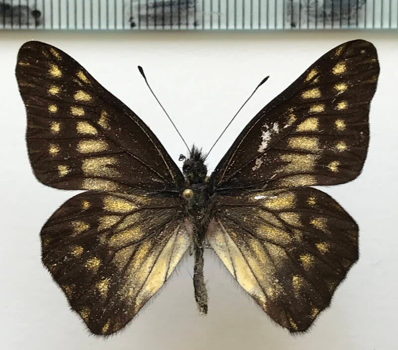 catasticta_philodora_zamora_m_eq-standard.jpg