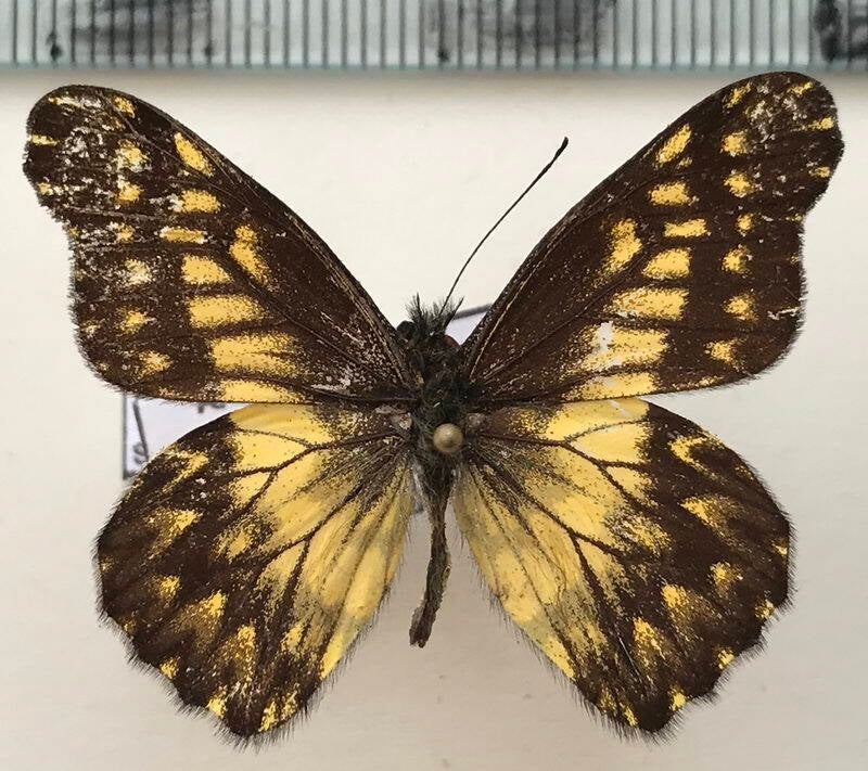 catasticta_seitzi_blanca_m_eq-standard.jpg