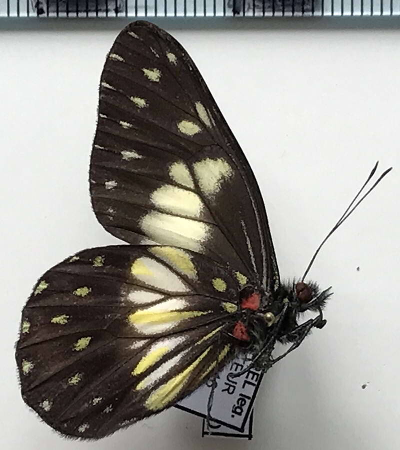 catasticta_sisamnus_m_eqv-standard-ep27bw.jpg