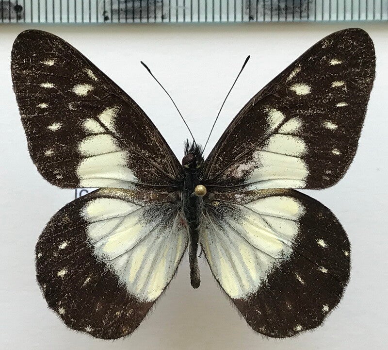 Catasticta sisamnus telasco mâle A1-  Equateur