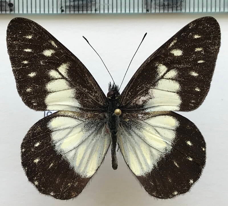 catasticta_sisamnus_telasco_m02_eq-standard-8ahldb.jpg
