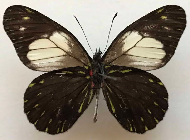 catasticta_teutamis_m_per_v-standard.jpg