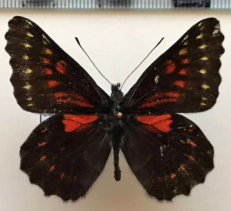 catasticta_vulnerata_koenigi_m_per-standard.jpg