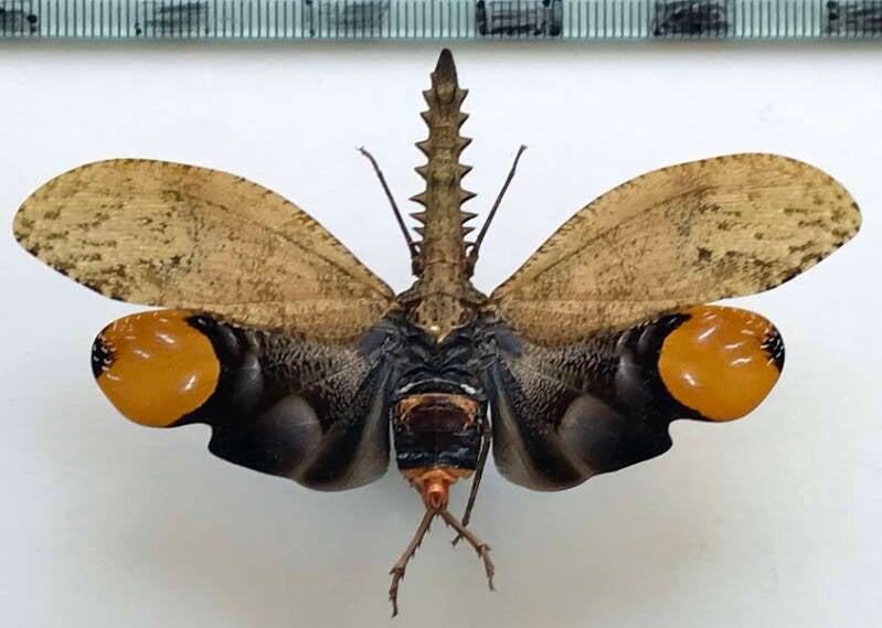 cathedra_serrata_Equateur