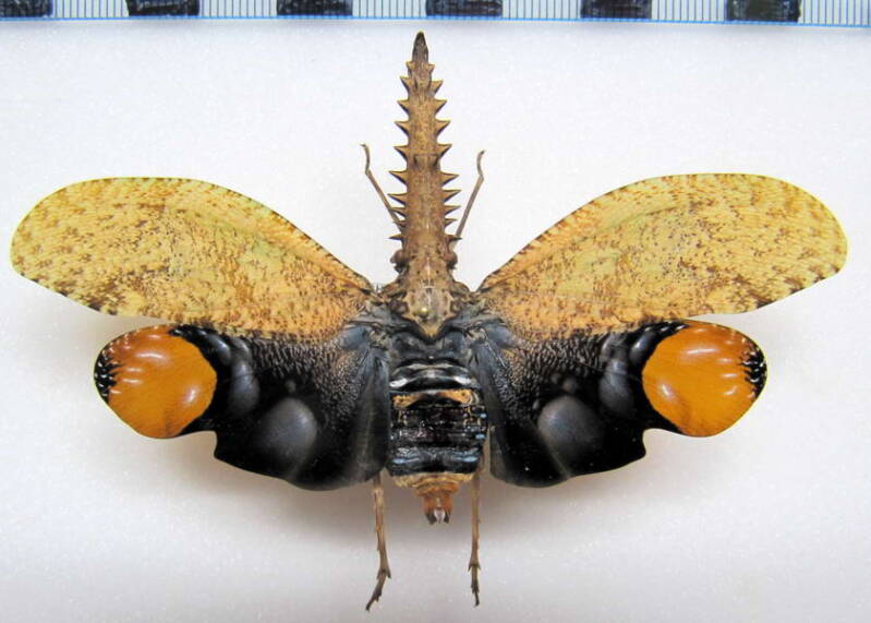 cathedra_serrata_Guyane fr