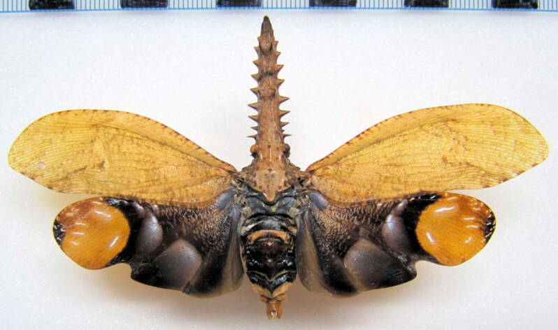 cathedra_serrata_Pérou