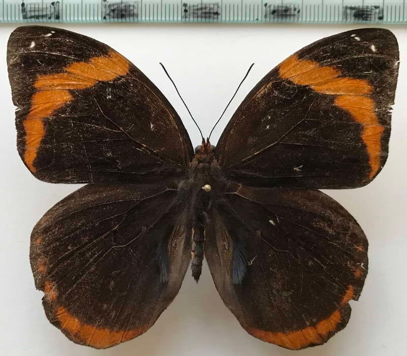 catoblepia_berecynthya_midas_m_Equateur