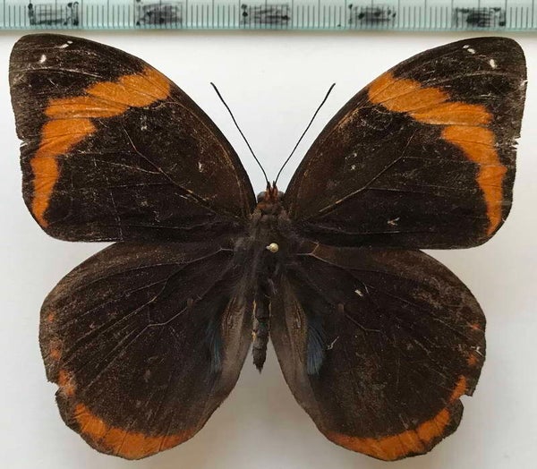 Catoblepia berecynthia midas mâle A1-  Equateur