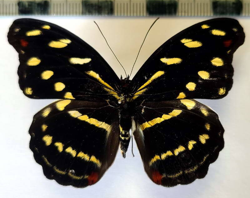 catonephele_acontius_f_per-standard.jpg