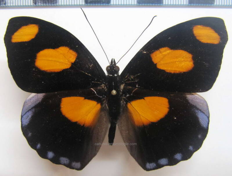 catonephele_numilia_bresil-standard.jpg