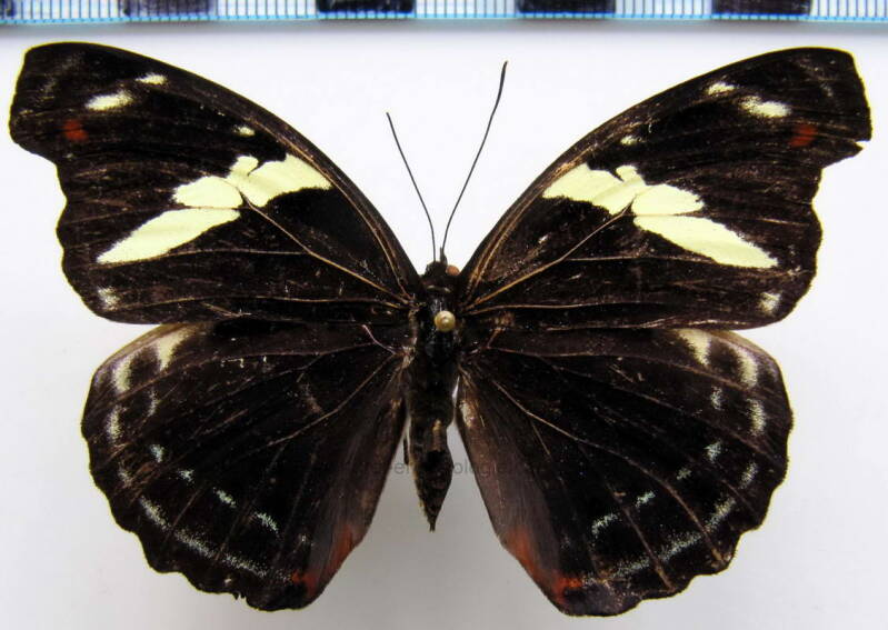 catonephele_numilia_ersite_f_bresil-standard.jpg