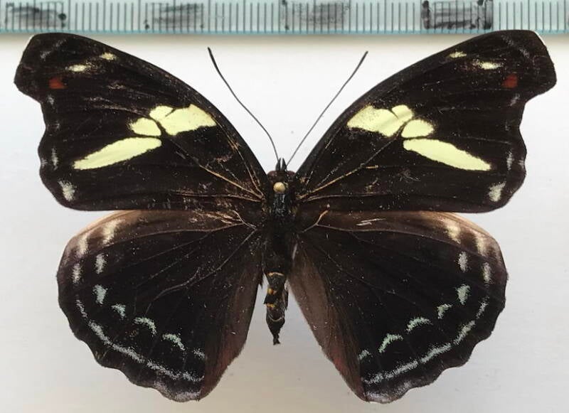 catonephele_numilia_esite_f_eq-standard.jpg