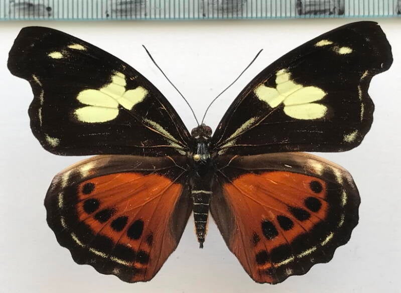 catonephele_numilia_f_eq-standard.jpg