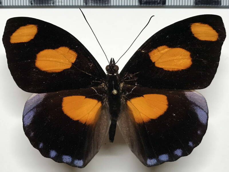 catonephele_numilia_m_eq-standard-ssd2cj.jpg