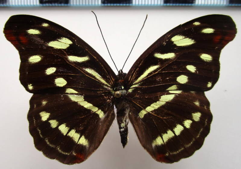 catonephele_orites_f_bresil-standard.jpg