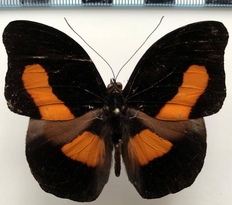 catonephele_orites_m_eq-standard-lgv2t5.jpg