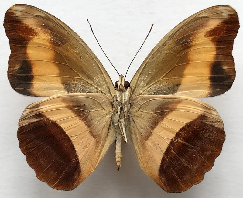 catonephele_salacia_m_eq_v-standard.jpg
