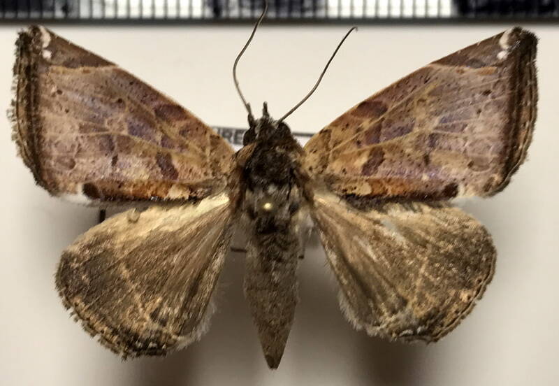 celiptera_sp195_m_gf-standard.jpg