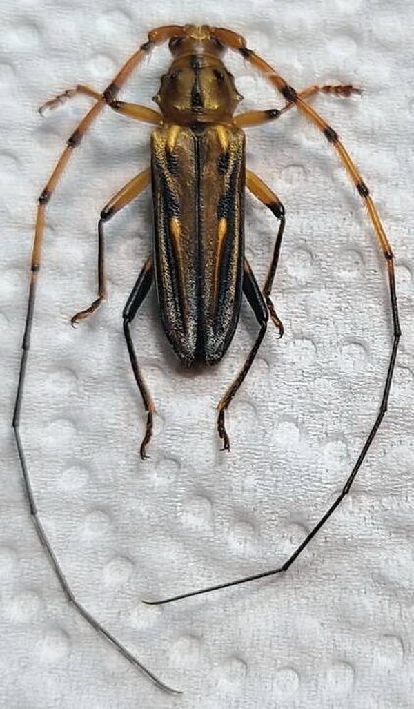Ceragenia bicornis  mâle  Guyane française