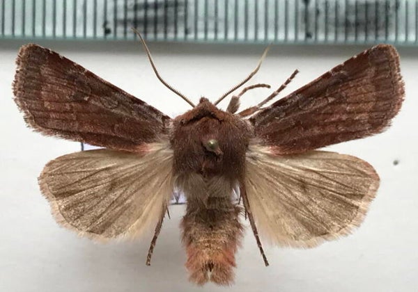 Cerastis rubricosa mâle France