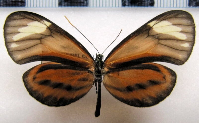 Ceratinia neso nisea femelle A1-  Guyane française