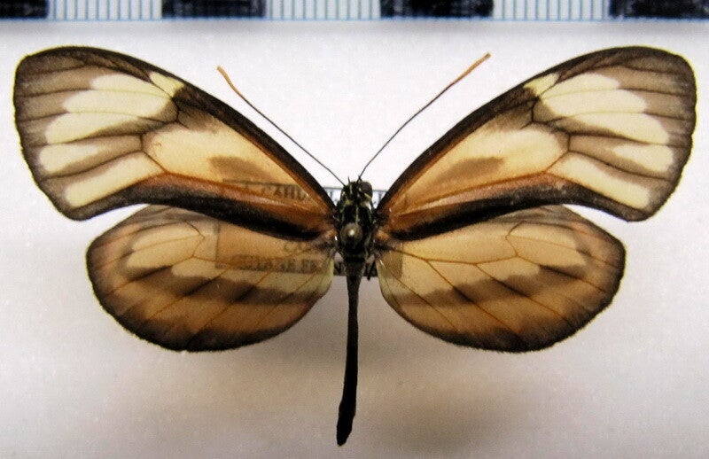 Ceratinia neso nisea mâle A1-  Guyane française