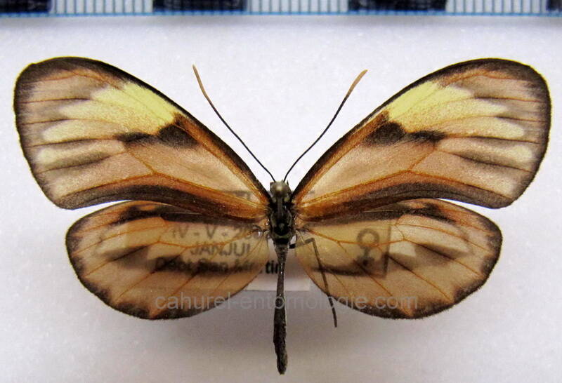 ceratinia_nise_peruensis_f02_perou-standard.jpg