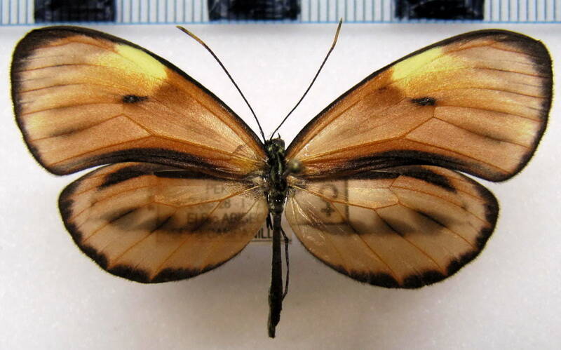 ceratinia_nise_peruensis_f_perou-standard.jpg