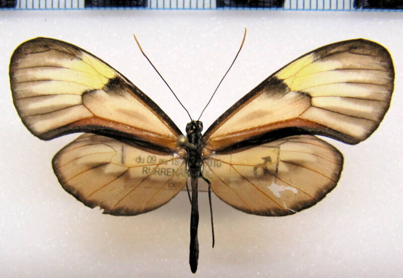 ceratinia_nise_peruensis_m02_bol-standard.jpg