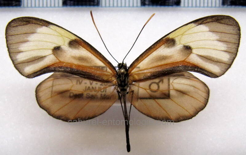 ceratinia_nise_peruensis_m02_perou-standard-0s8hj6.jpg