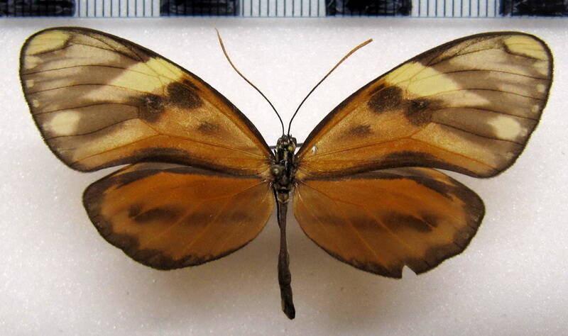 ceratinia_tutia_f_costarica-standard.jpg
