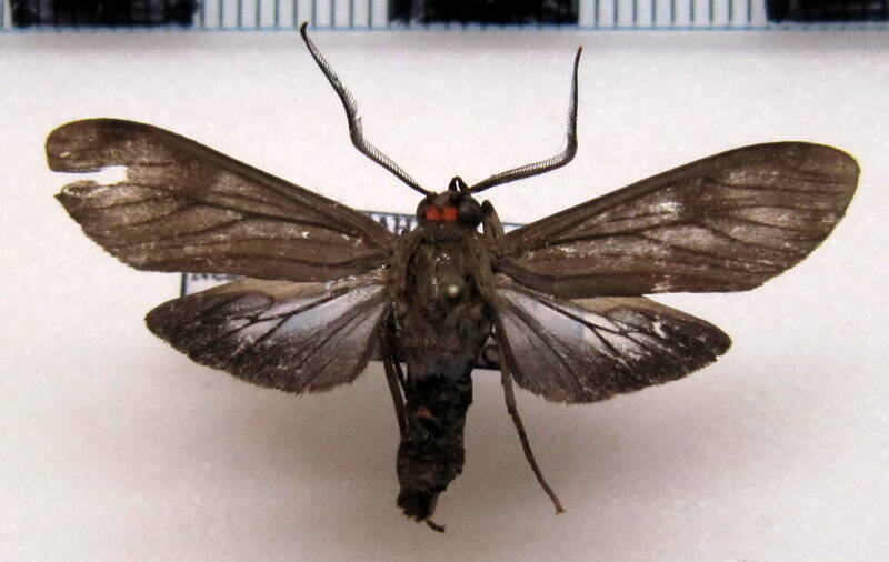 cercopimorpha_dolens_gf-standard.jpg