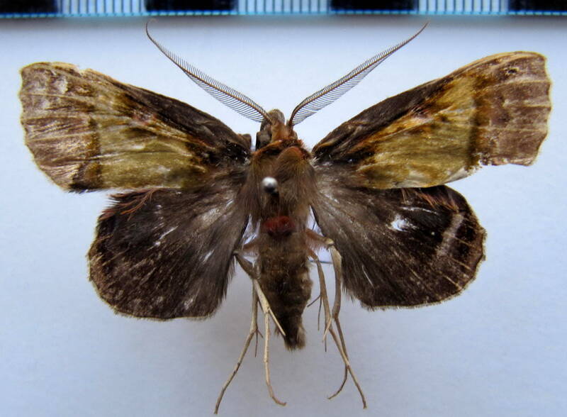 ceroctena_amynta_gf-standard.jpg