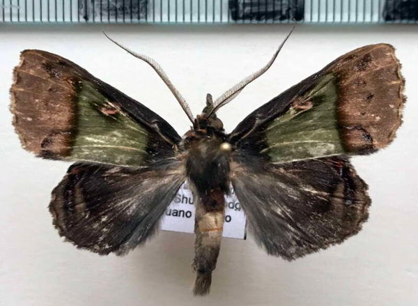Ceroctena amynta mâle Equateur
