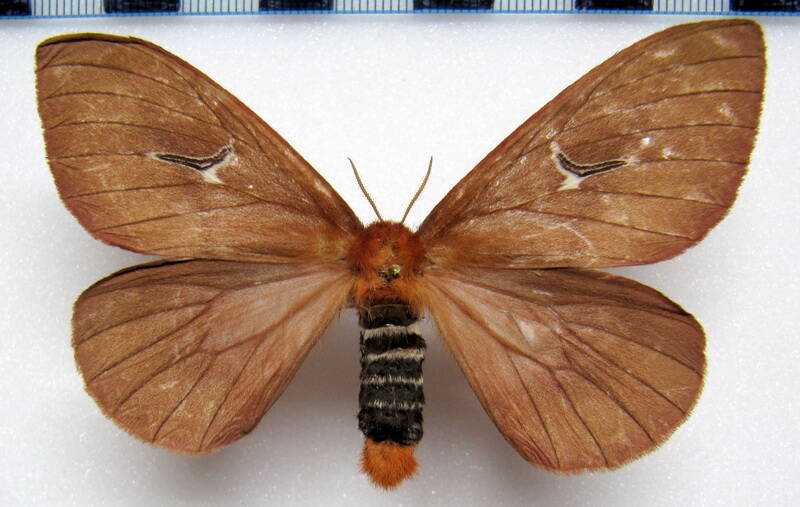 cerodirphia_apunctata_gf_f-standard.jpg