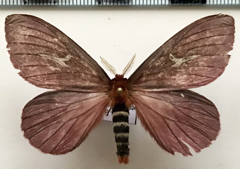 Cerodirphia brunnea interrupta mâle A1- Equateur