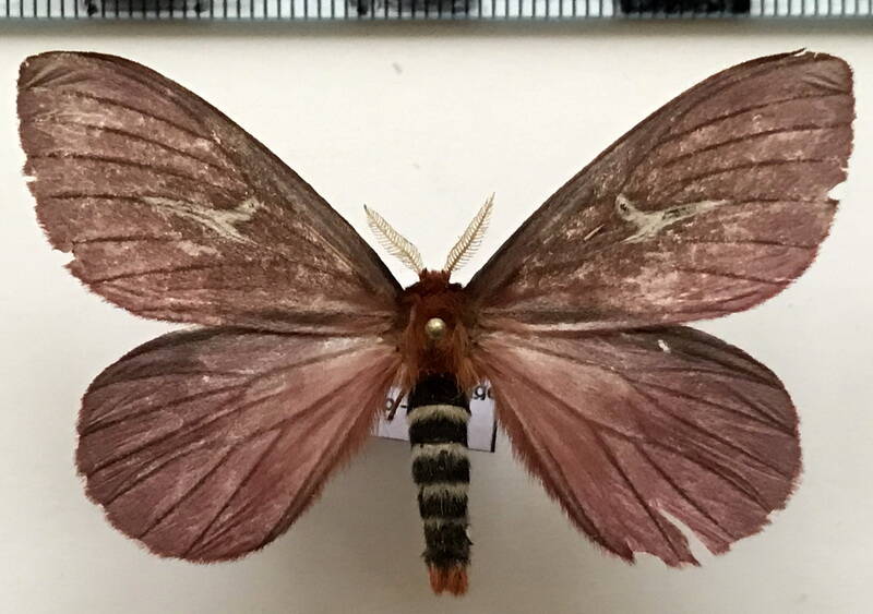 cerodirphia_brunnea_interrupta_m_eq-standard-qy2rux.jpg