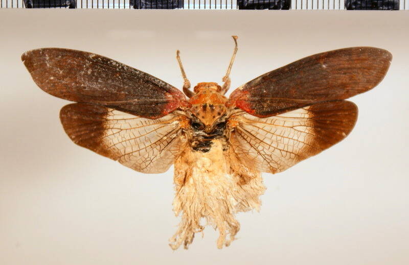 cerogenes_auricoma_Mexique