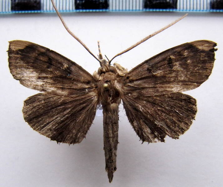 ceromacra_fuliginea_gf-standard.jpg